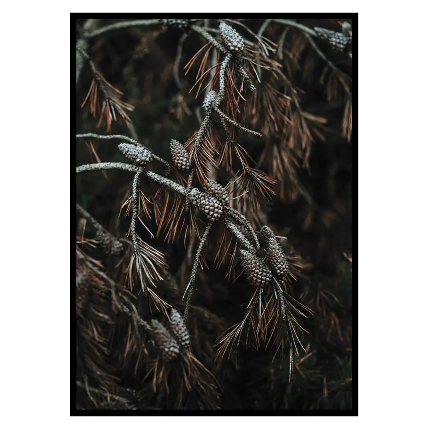 Poster GallerixTree Cones Dark