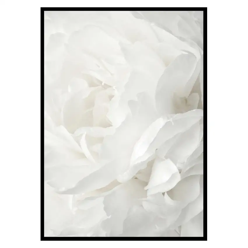 Poster GallerixWhite Rose No2