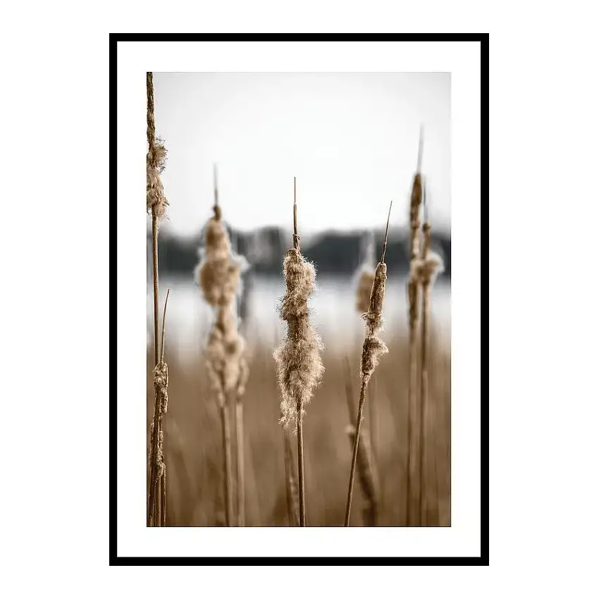 Poster GallerixWaterfront Reeds
