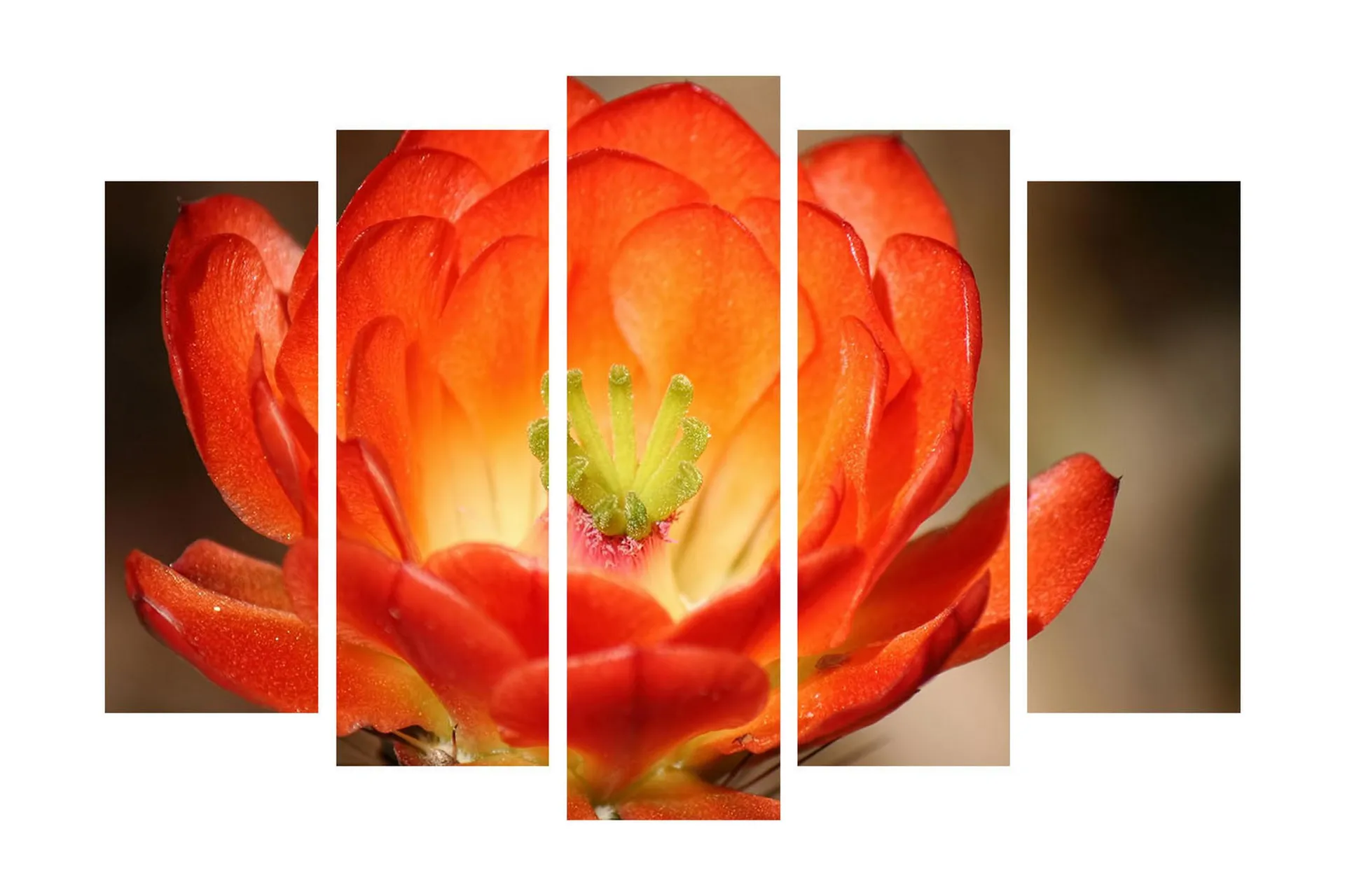 Stor Canvastavla i 5 delar 105x70 cm - Färgglad blomma med djup orangea och röda nyanser