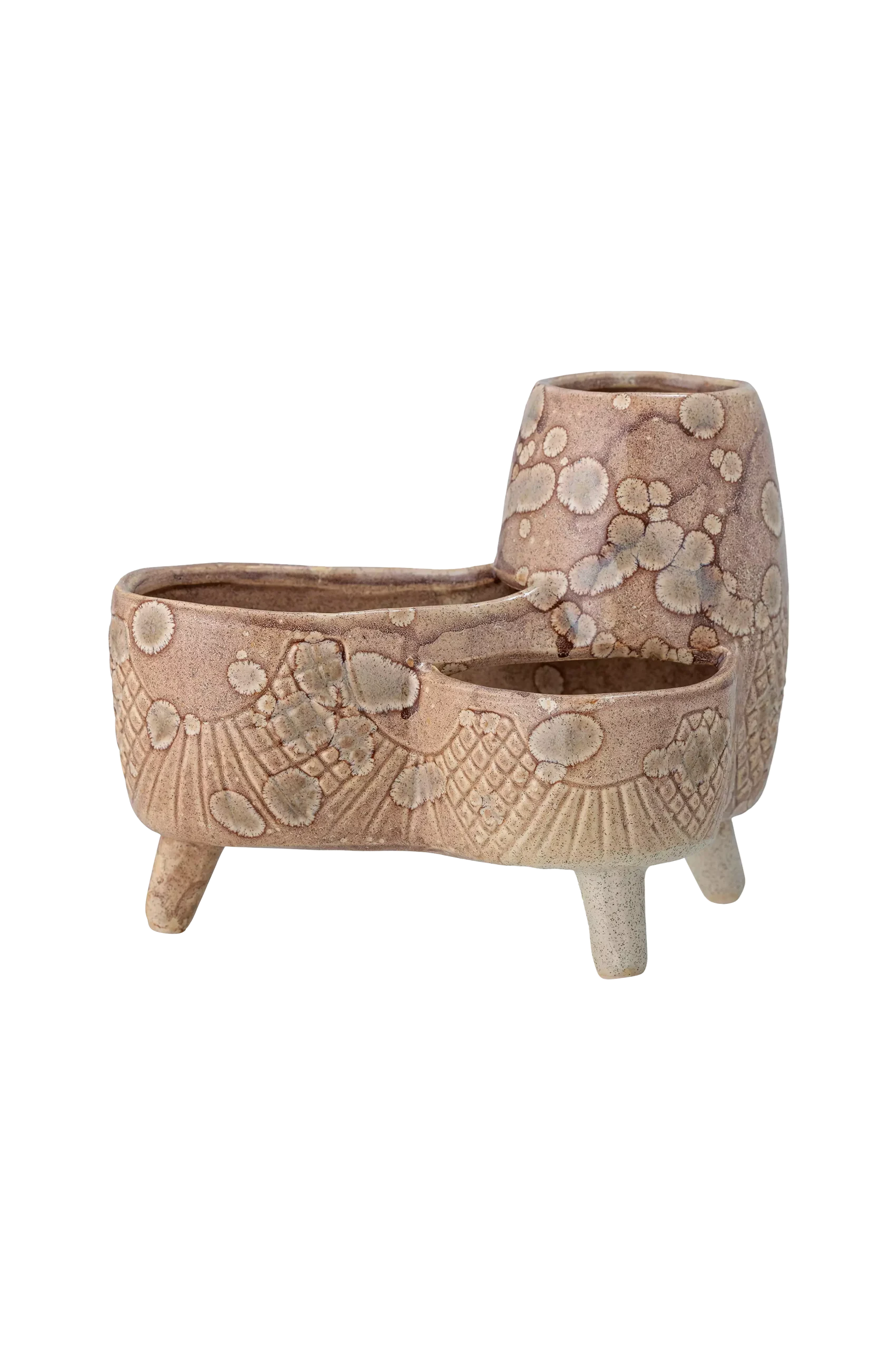 Blomkruka Shaya
